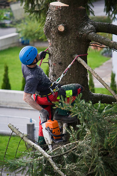 How Our Tree Care Process Works  in  Springtown, TX